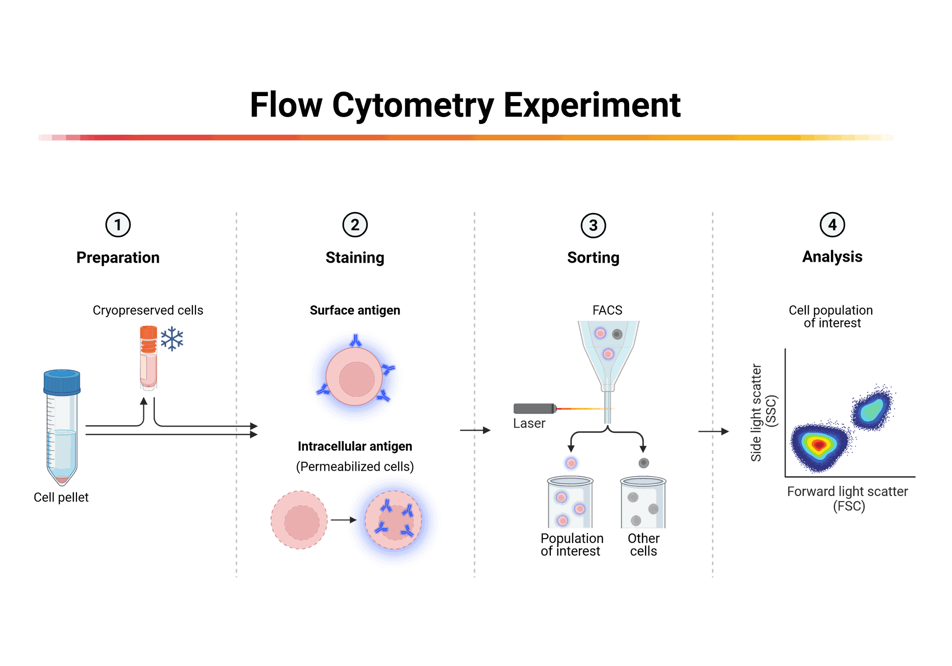  flow cytometry