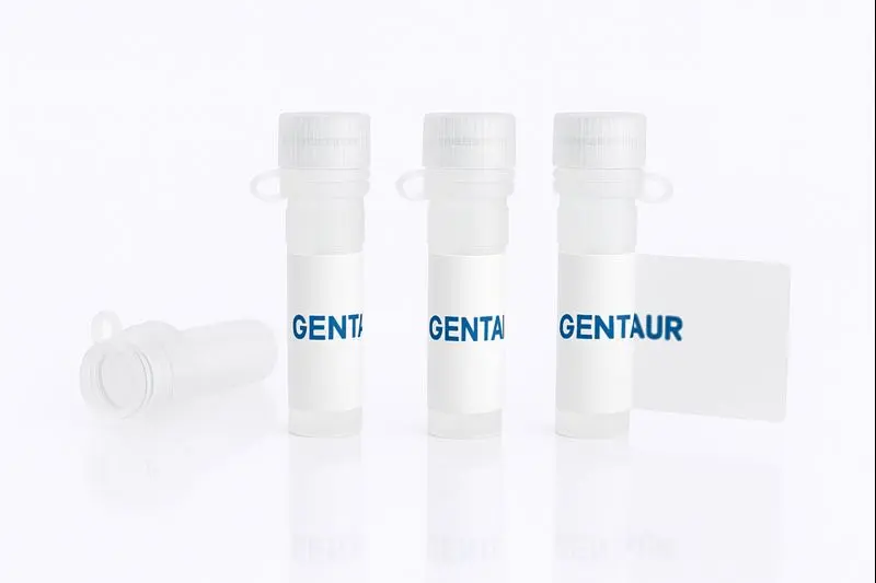 BCMA/TNFRSF17 , Rat (HEK293, His)